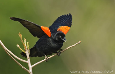 Red-winged Blackbird 005.jpg