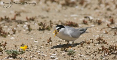 Least Tern 015.jpg