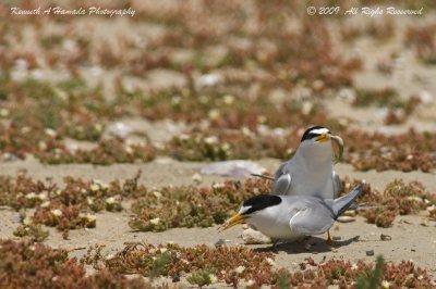 Least Tern 016.jpg