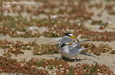 Least Tern 017.jpg
