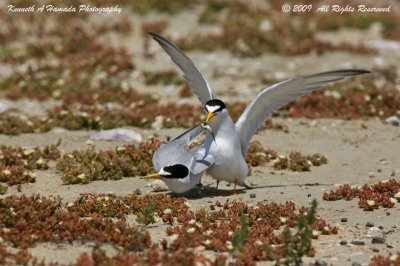 Least Tern 018.jpg