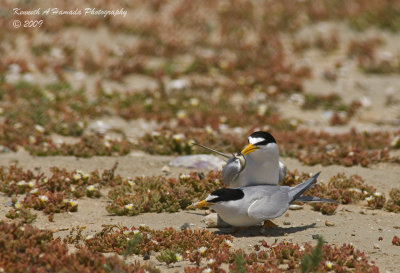 Least Tern 019.jpg