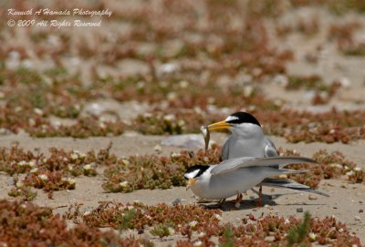 Least Tern 020.jpg