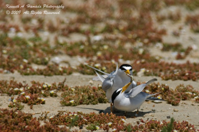 Least Tern 021.jpg