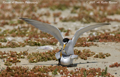 Least Tern 022.jpg