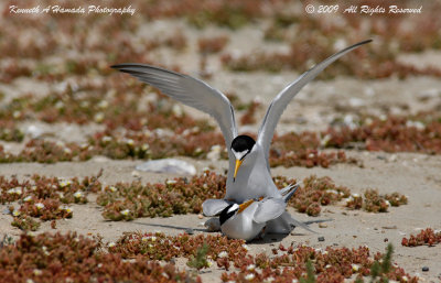 Least Tern 024.jpg