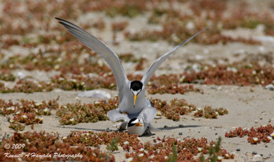 Least Tern 025.jpg