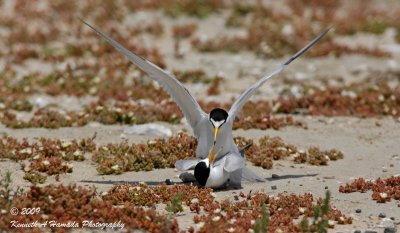 Least Tern 026.jpg