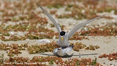 Least Tern 027.jpg