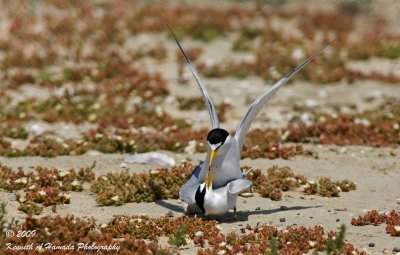 Least Tern 028.jpg