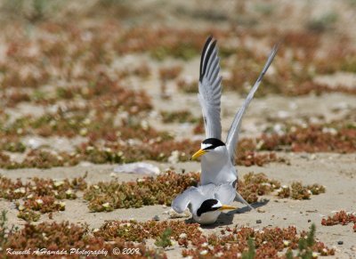 Least Tern 029.jpg
