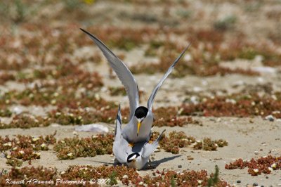 Least Tern 030.jpg