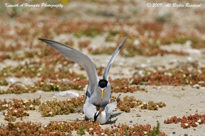 Least Tern 031.jpg