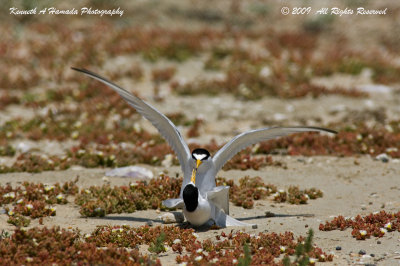 Least Tern 032.jpg