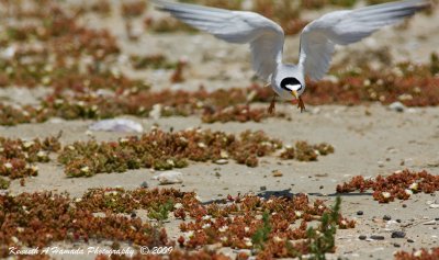 Least Tern 033.jpg