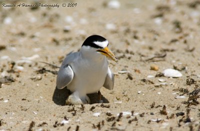 Least Tern 034.jpg