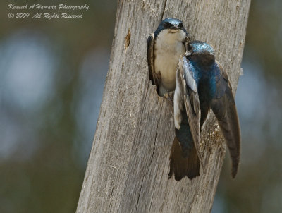 Tree Swallow 014.jpg