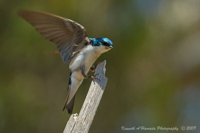 Tree Swallow 017.jpg