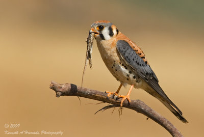 Kestrel with Prey 025.jpg