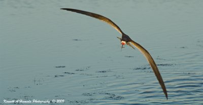 skimmers