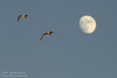Terns 064.jpg