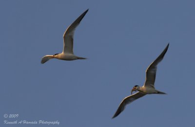 Terns 066.jpg