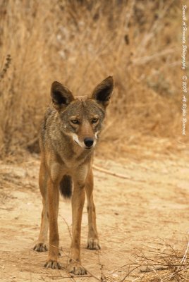 Coyote 013.jpg