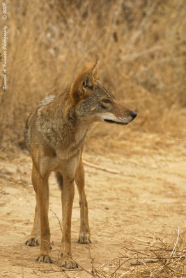 Coyote 014.jpg