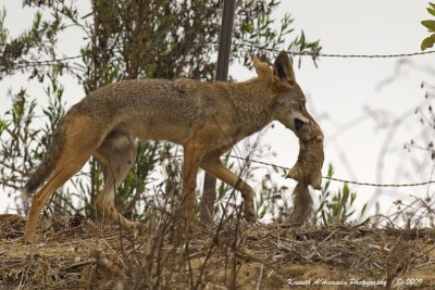 Coyote 015.jpg