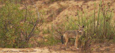 Coyote 016.jpg