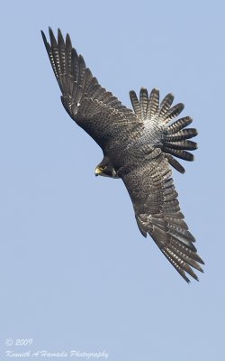 Peregrine Falcon 035.jpg
