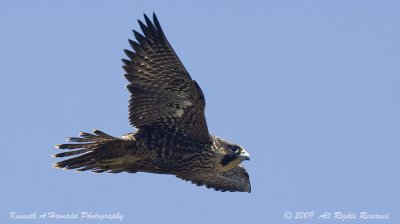Peregrine Falcon 036.jpg