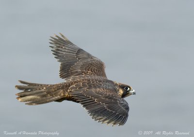 Peregrine Falcon 037.jpg