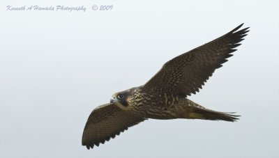Peregrine Falcon 038.jpg