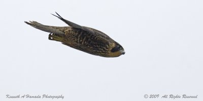 Peregrine Falcon 039.jpg