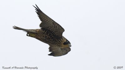 Peregrine Falcon 040.jpg