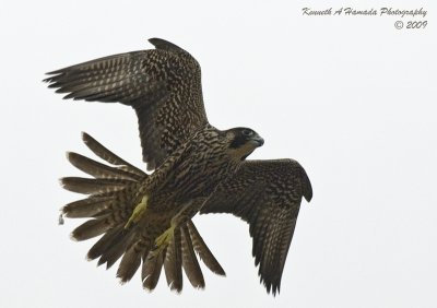 Peregrine Falcon 041.jpg