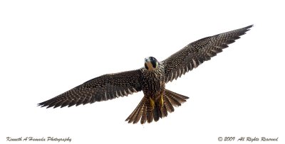 Peregrine Falcon 043.jpg