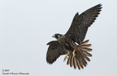 Peregrine Falcon 044.jpg