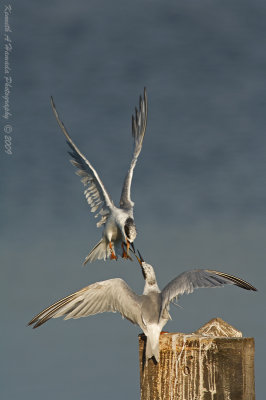 Terns 067.jpg