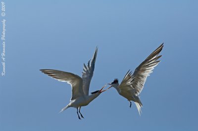 Terns 072.jpg