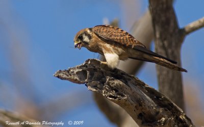 Kestrel with Prey 029.jpg