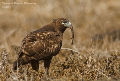 red_tailed_hawk_feeding