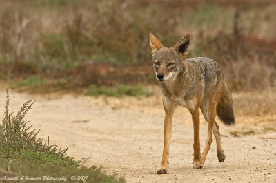 Coyote 017.jpg