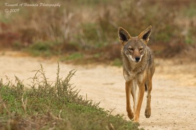 Coyote 018.jpg