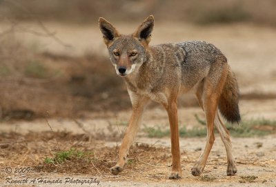 Coyote 019.jpg