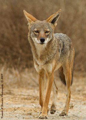 coyote