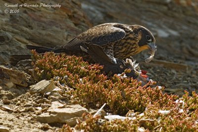 Peregrine Feeding 006.jpg