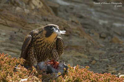 peregrine_falcon_feeding