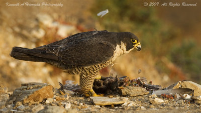 peregrine_falcon_feeding